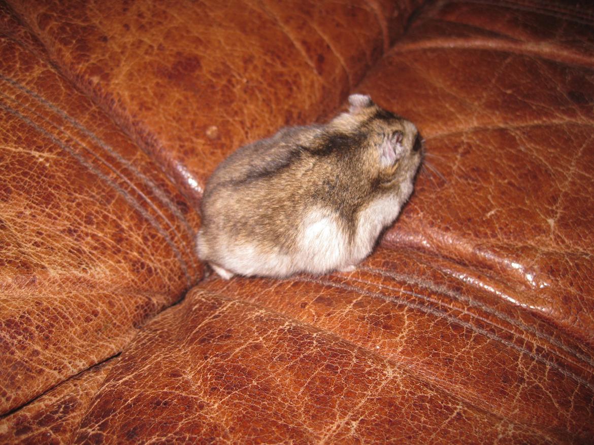 Dværghamster Har intet navn billede 1