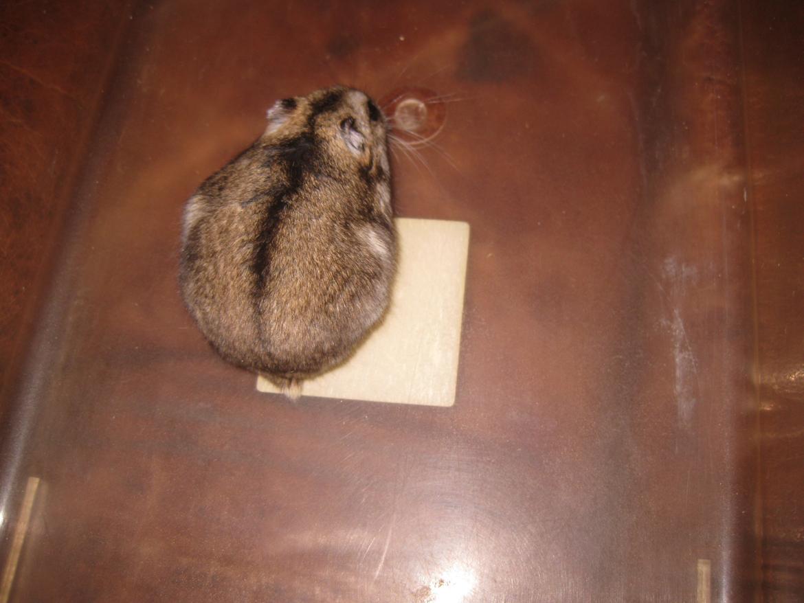 Dværghamster Har intet navn billede 2