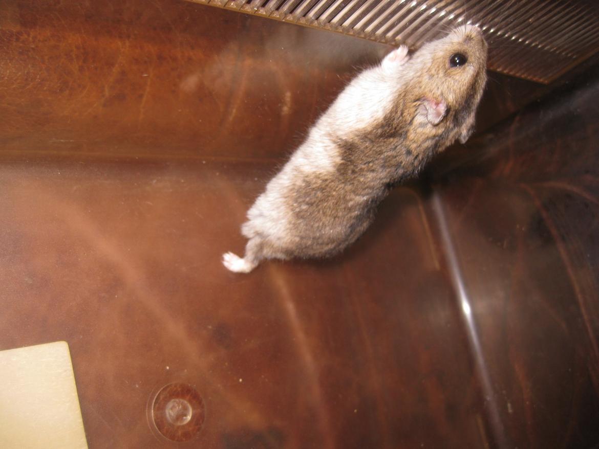 Dværghamster Har intet navn billede 3
