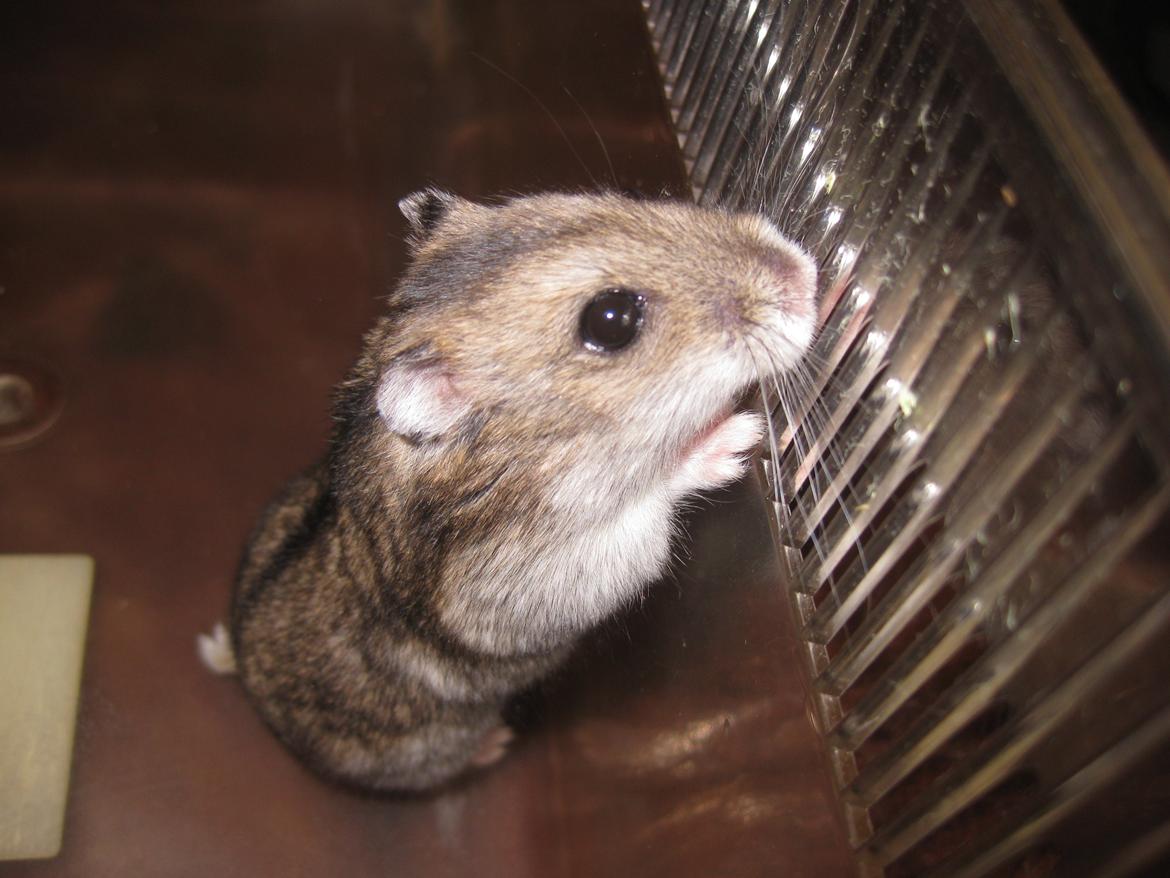 Dværghamster Har intet navn billede 4
