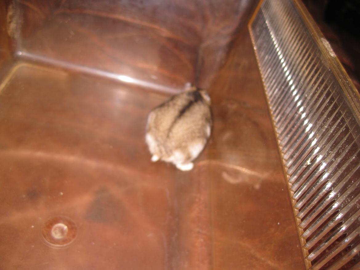 Dværghamster Har intet navn billede 5