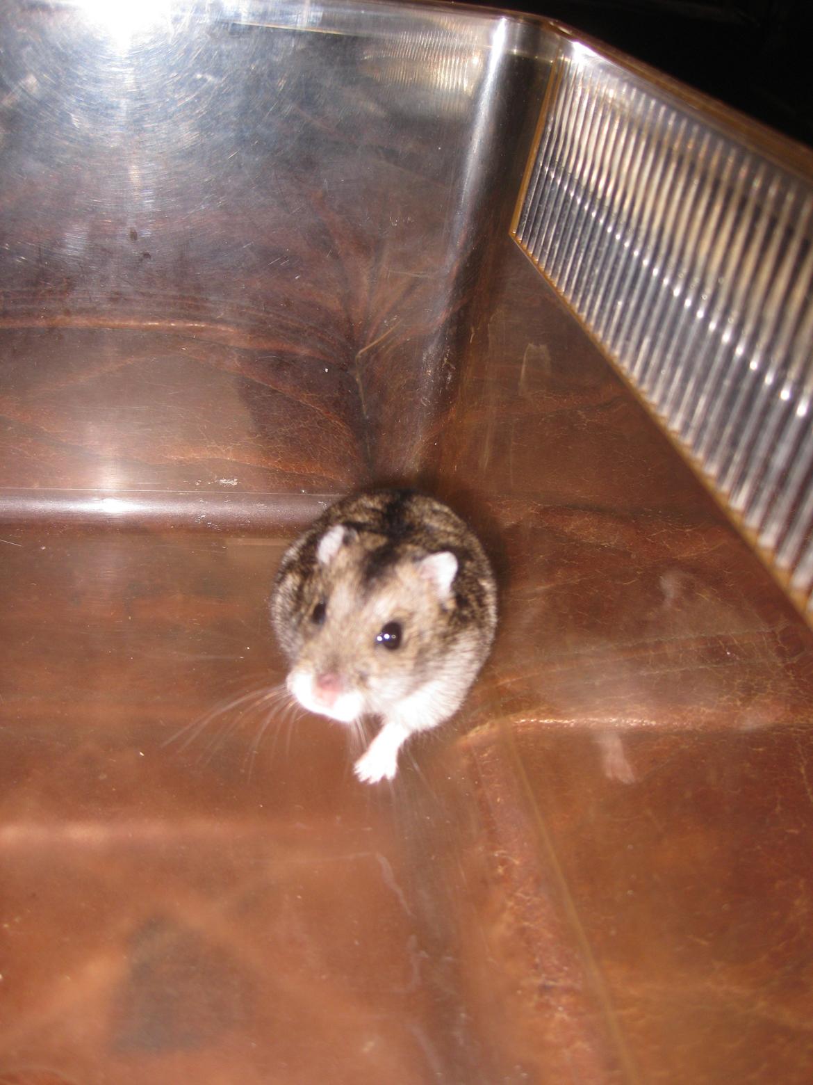 Dværghamster Har intet navn billede 6