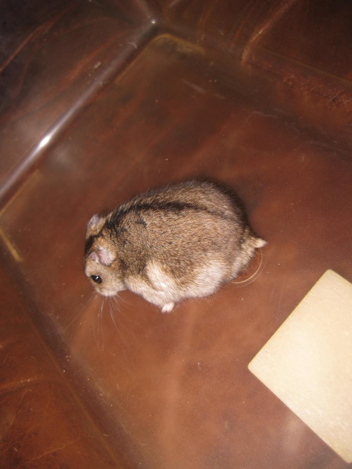 Dværghamster Har intet navn billede 7