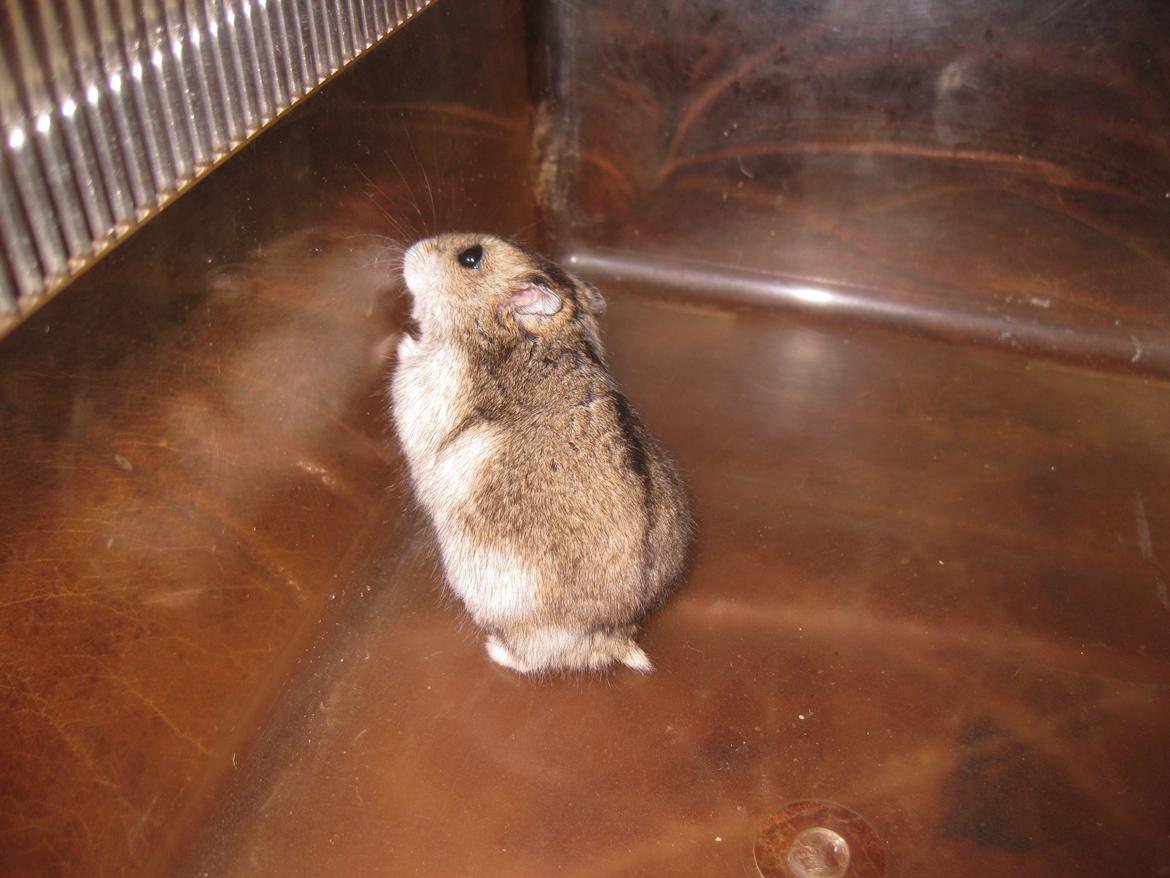 Dværghamster Har intet navn billede 8