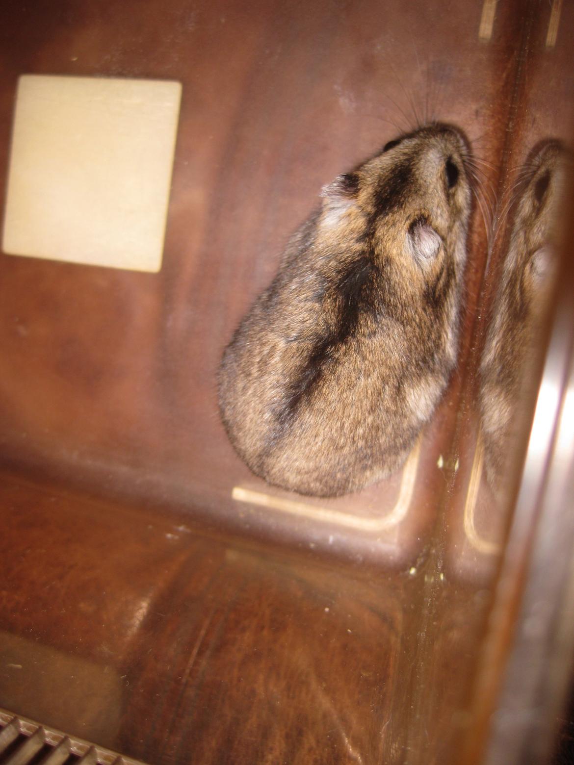 Dværghamster Har intet navn billede 9