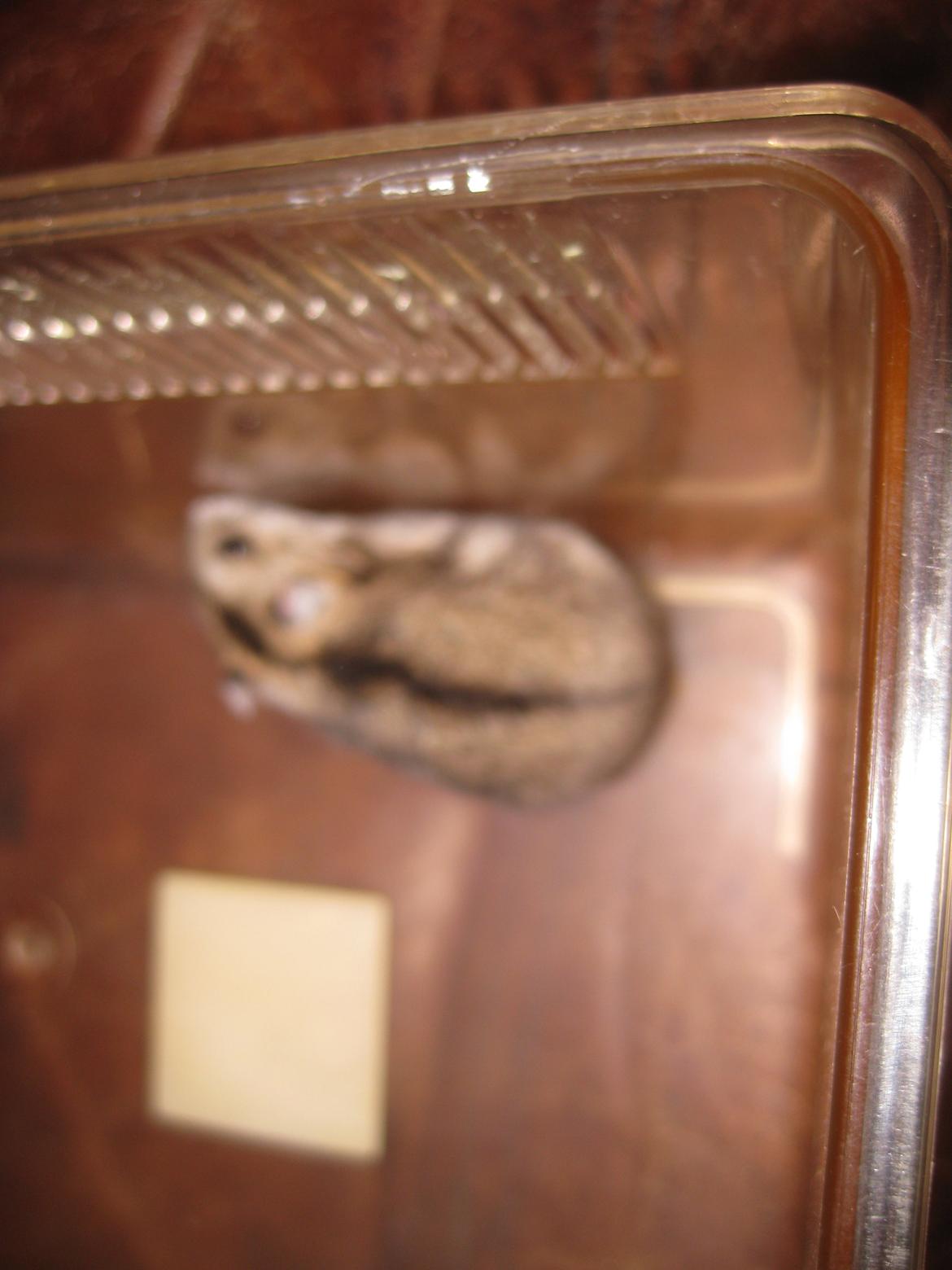 Dværghamster Har intet navn billede 10