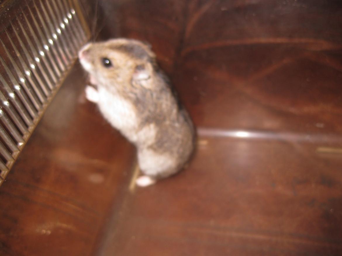 Dværghamster Har intet navn billede 11