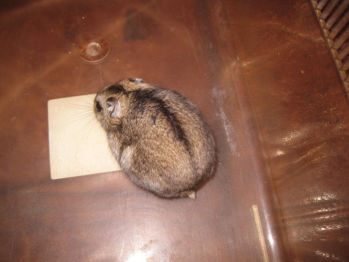 Dværghamster Har intet navn billede 12