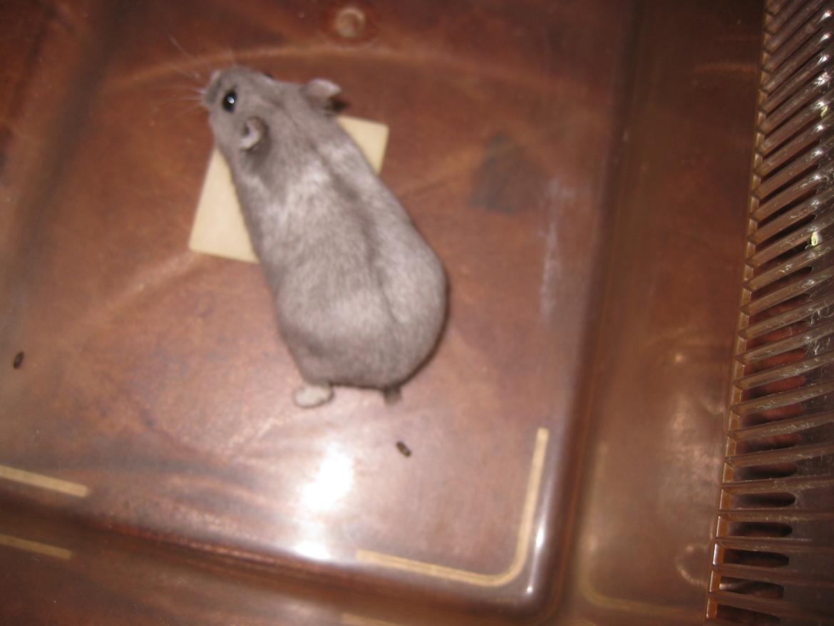 Dværghamster Har intet endnu billede 1