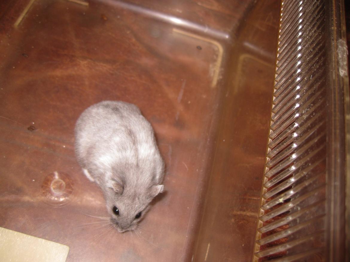Dværghamster Har intet endnu billede 2