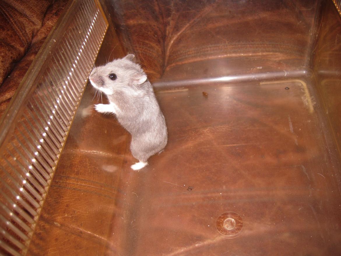 Dværghamster Har intet endnu billede 3