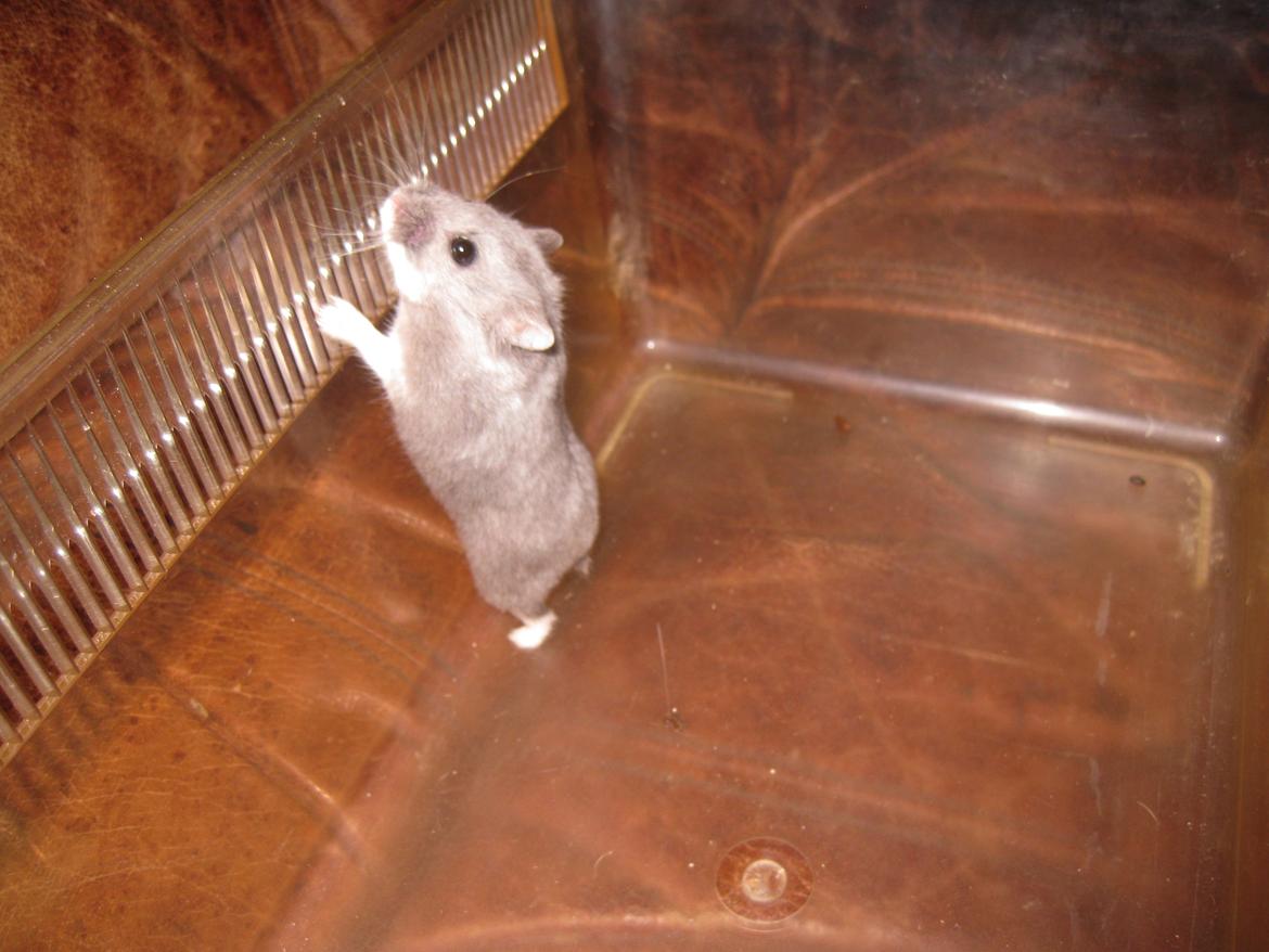 Dværghamster Har intet endnu billede 4