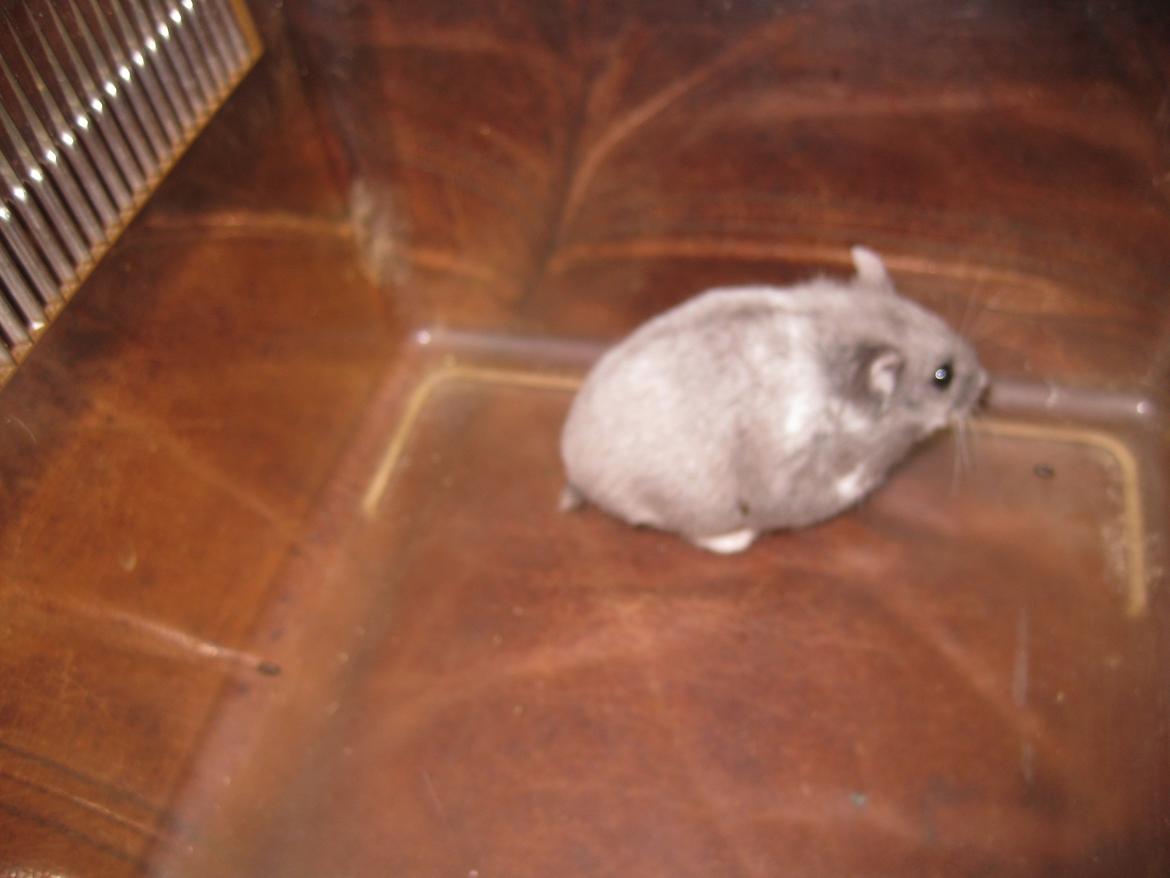 Dværghamster Har intet endnu billede 5