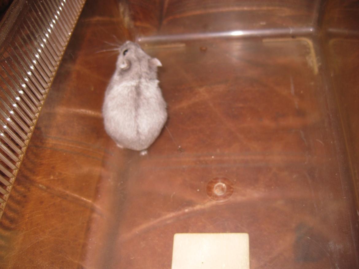 Dværghamster Har intet endnu billede 6