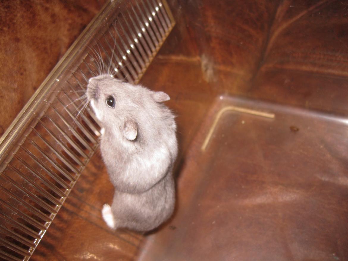 Dværghamster Har intet endnu billede 7