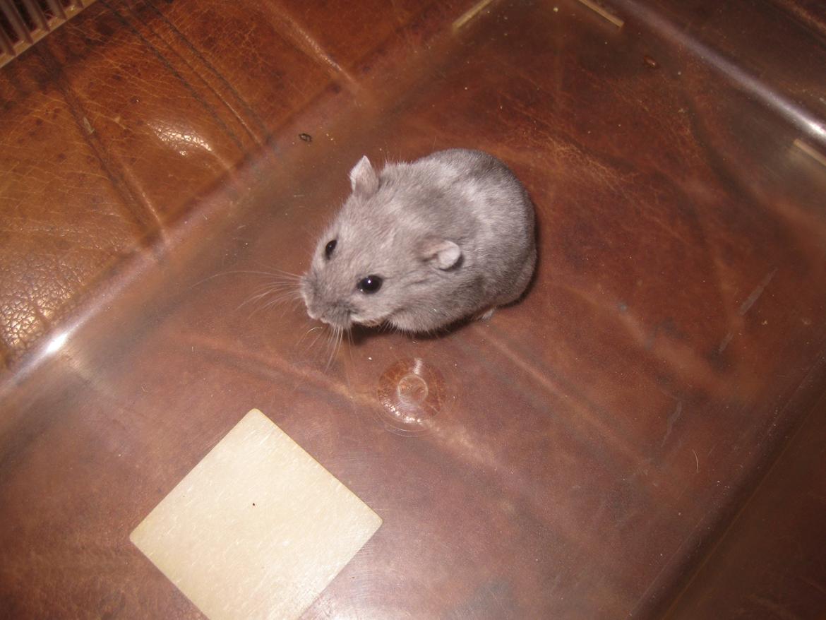 Dværghamster Har intet endnu billede 8