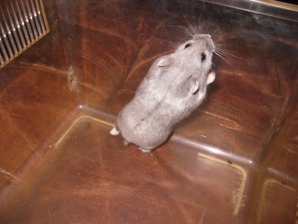 Dværghamster Har intet endnu billede 9
