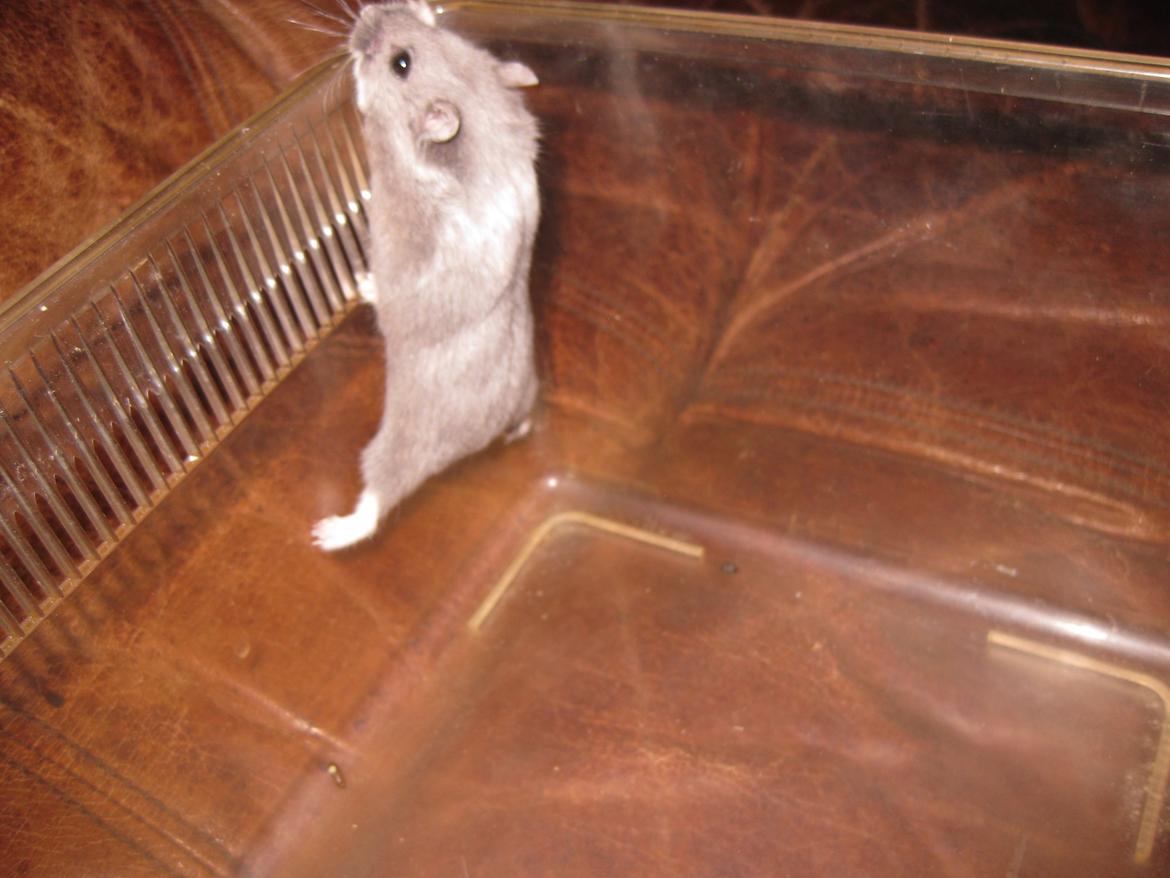 Dværghamster Har intet endnu billede 10