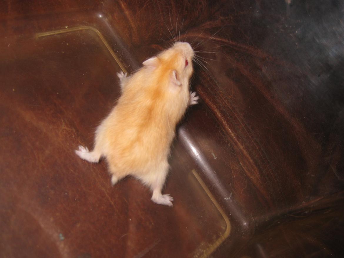 Dværghamster Har intet endnu billede 7