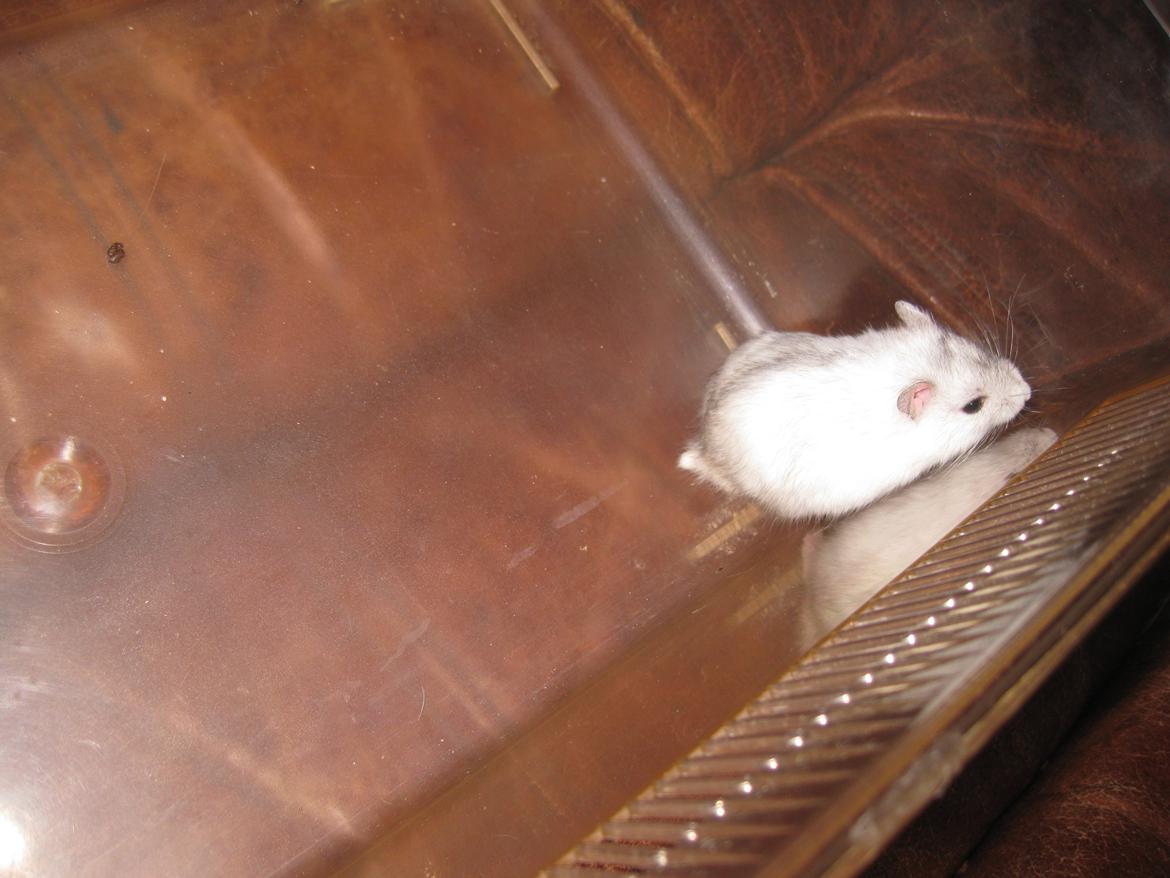 Dværghamster Har intet endnu billede 1