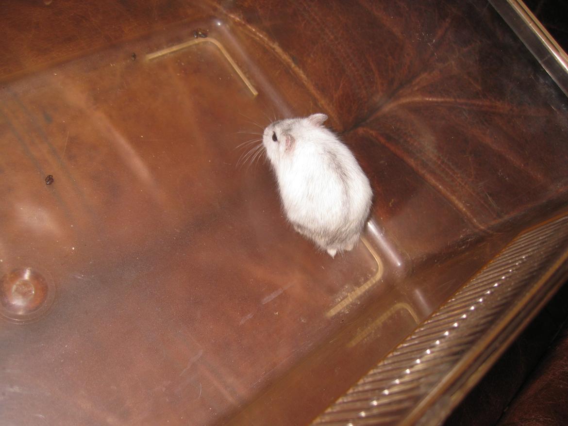 Dværghamster Har intet endnu billede 2