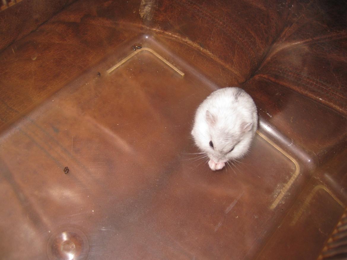 Dværghamster Har intet endnu billede 3