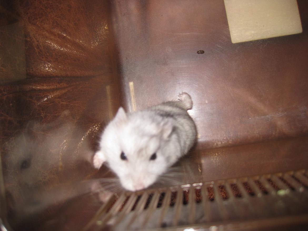 Dværghamster Har intet endnu billede 4
