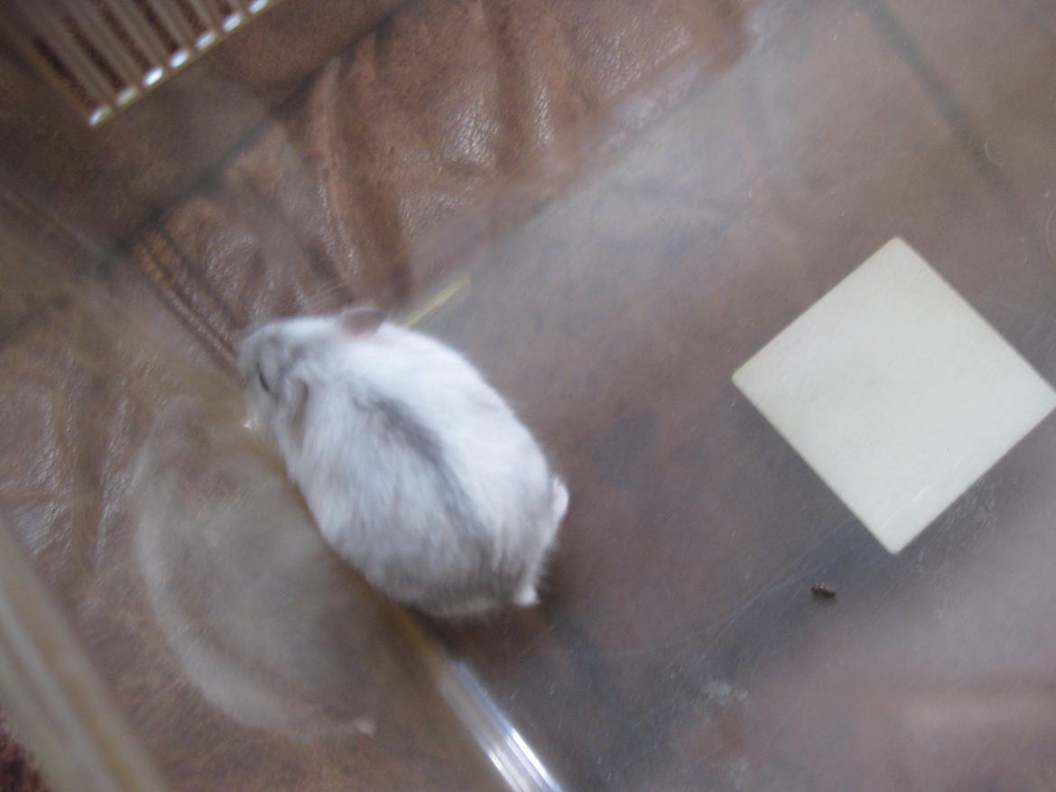 Dværghamster Har intet endnu billede 5