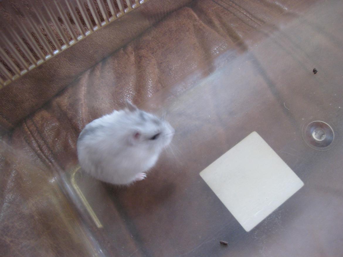 Dværghamster Har intet endnu billede 6