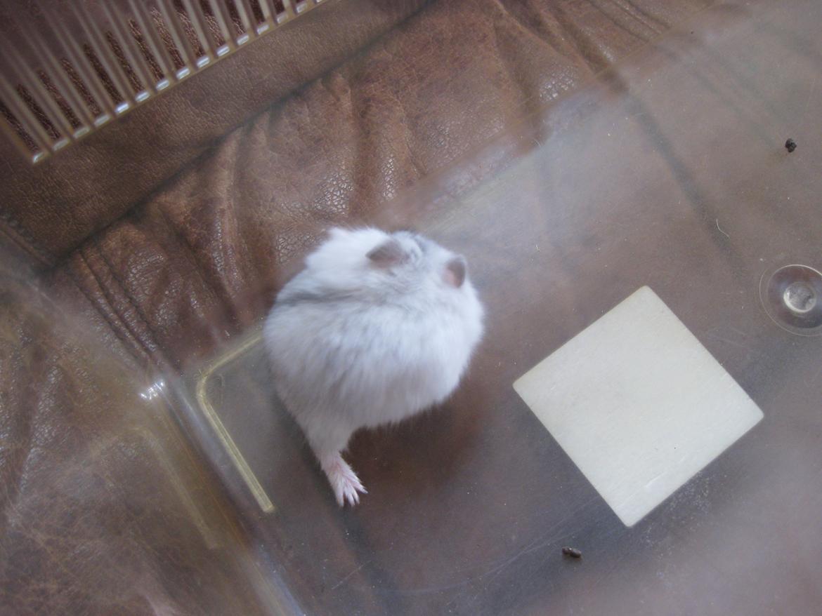 Dværghamster Har intet endnu billede 7