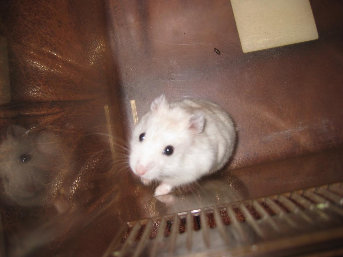 Dværghamster Har intet endnu billede 8