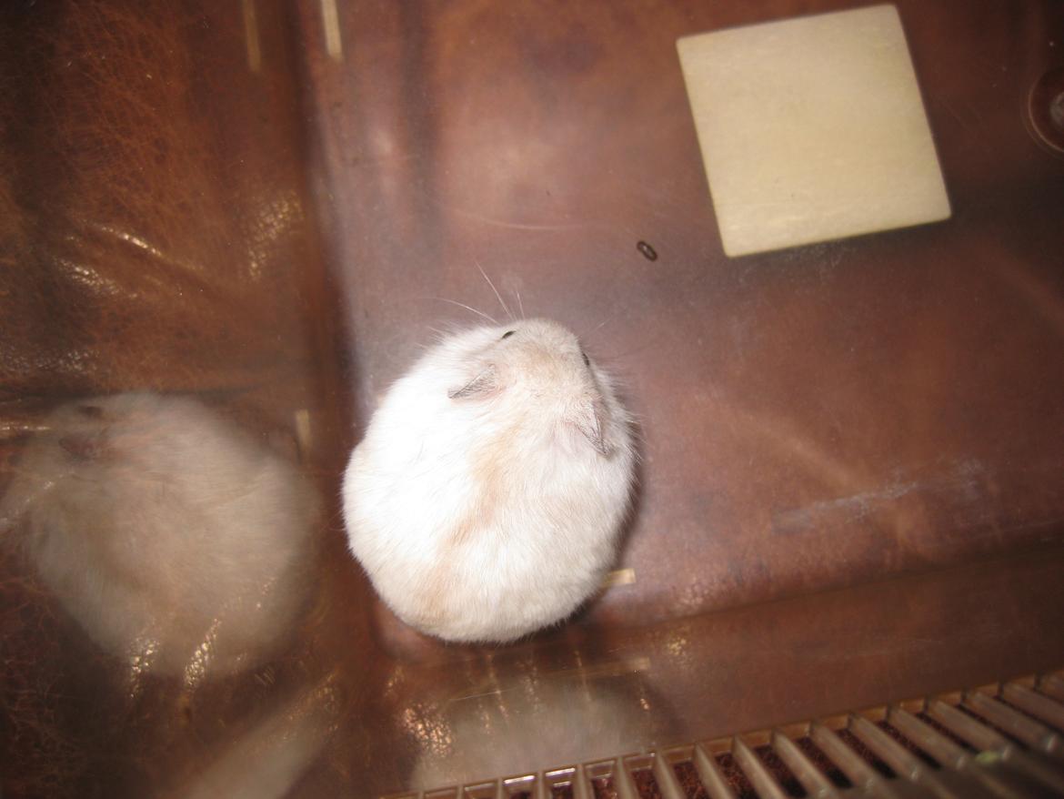 Dværghamster Har intet endnu billede 9