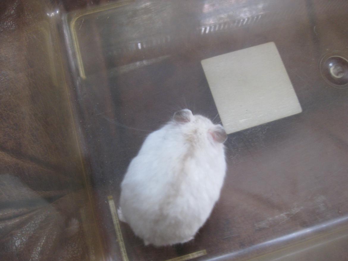 Dværghamster Har intet endnu billede 10