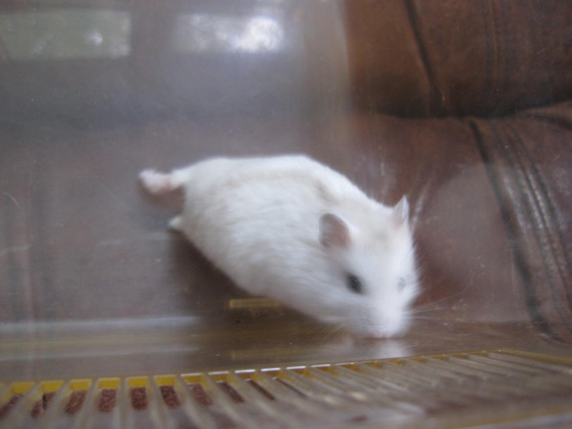 Dværghamster Har intet endnu billede 11