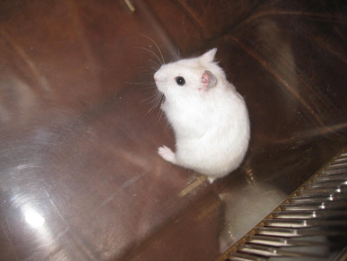 Dværghamster Har intet endnu billede 12