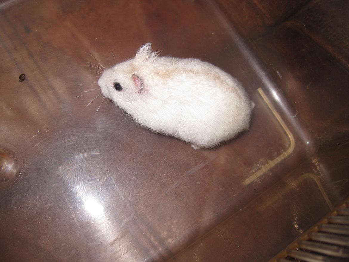 Dværghamster Har intet endnu billede 13