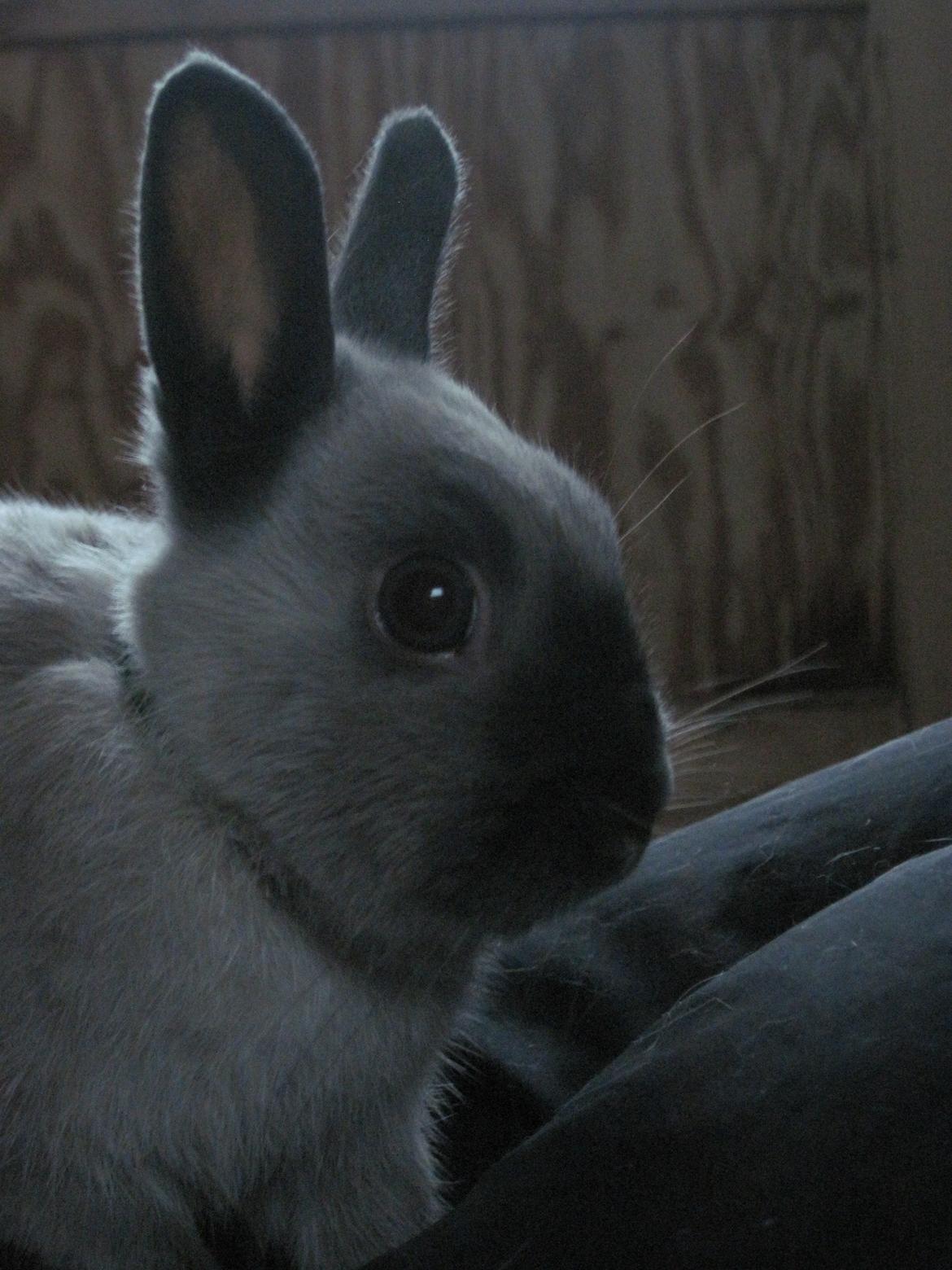 Kanin Ingemanns Flying Zoey billede 7