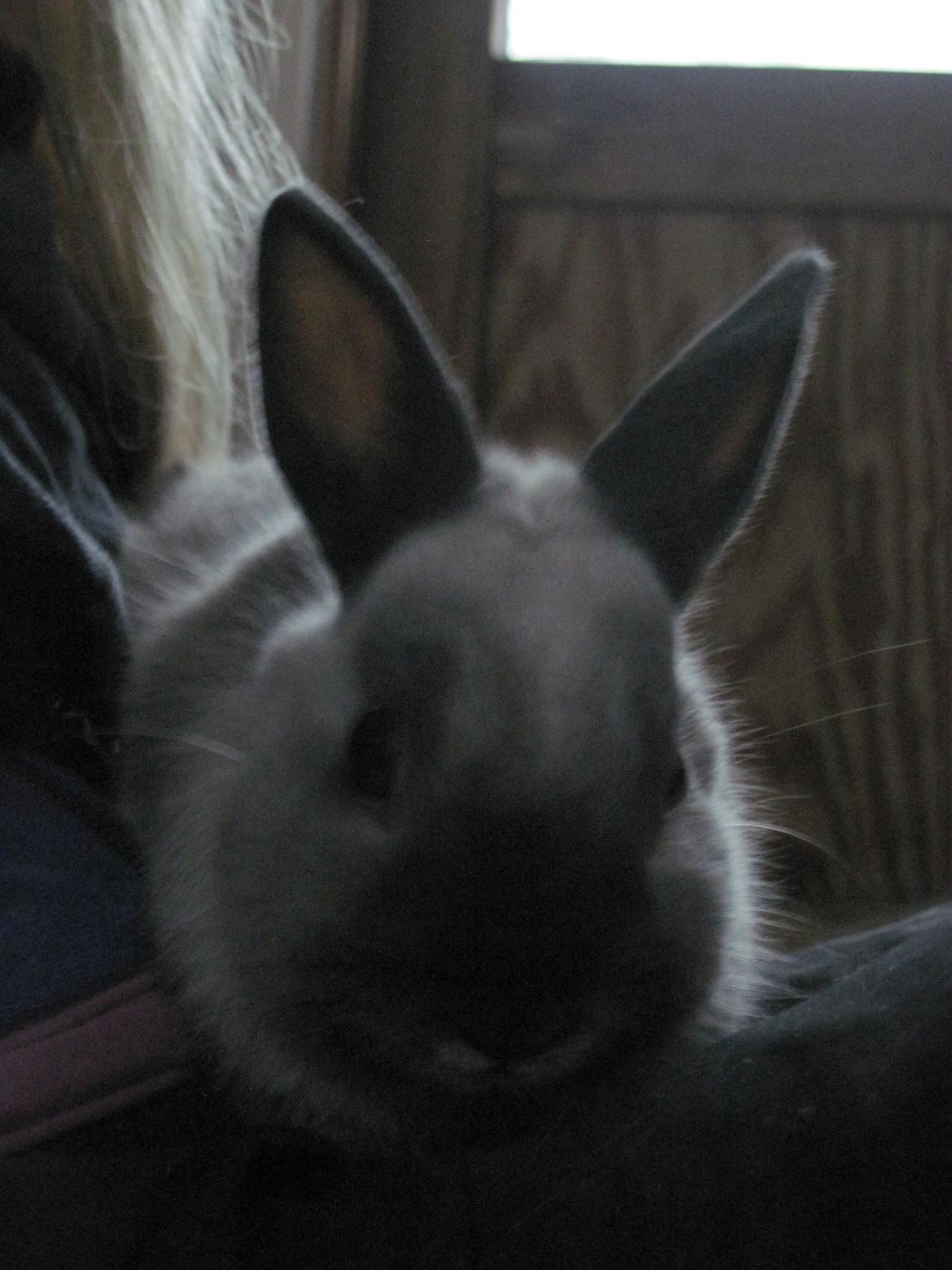 Kanin Ingemanns Flying Zoey billede 17