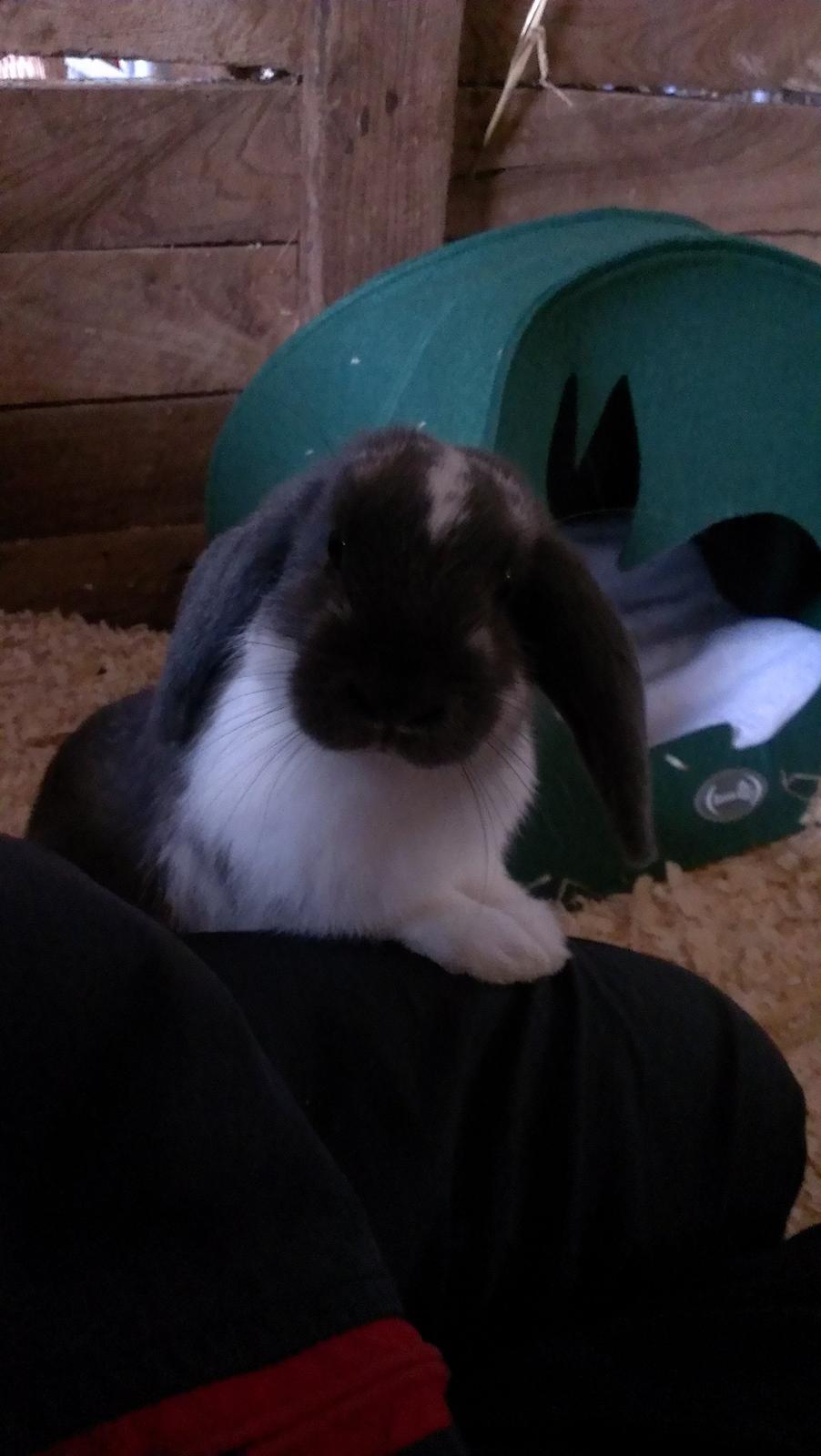 Kanin Birkegades Sofus billede 1