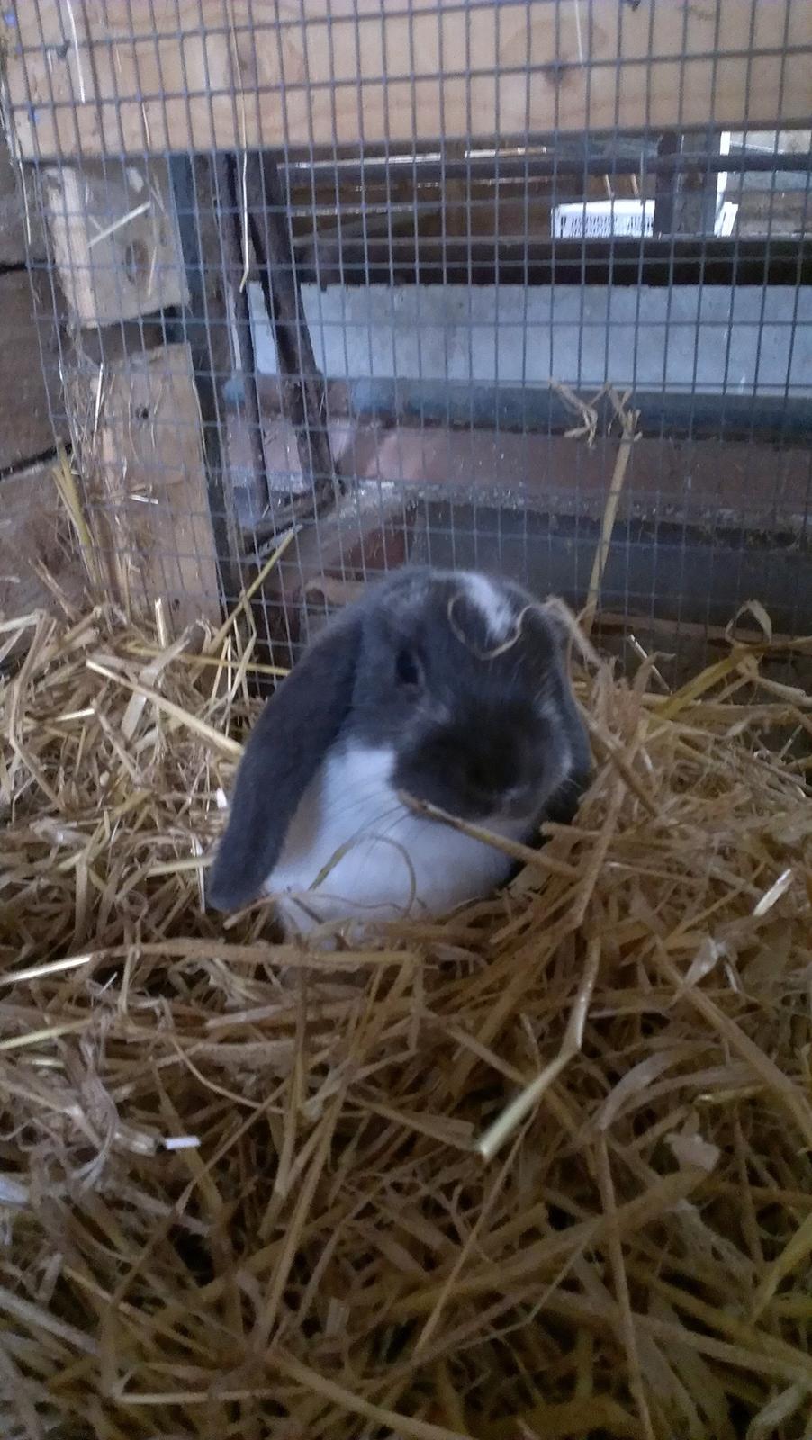 Kanin Birkegades Sofus billede 2