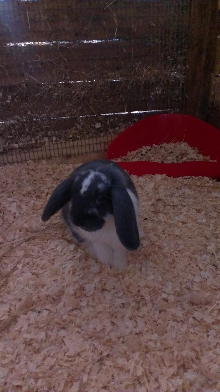 Kanin Birkegades Sofus billede 3