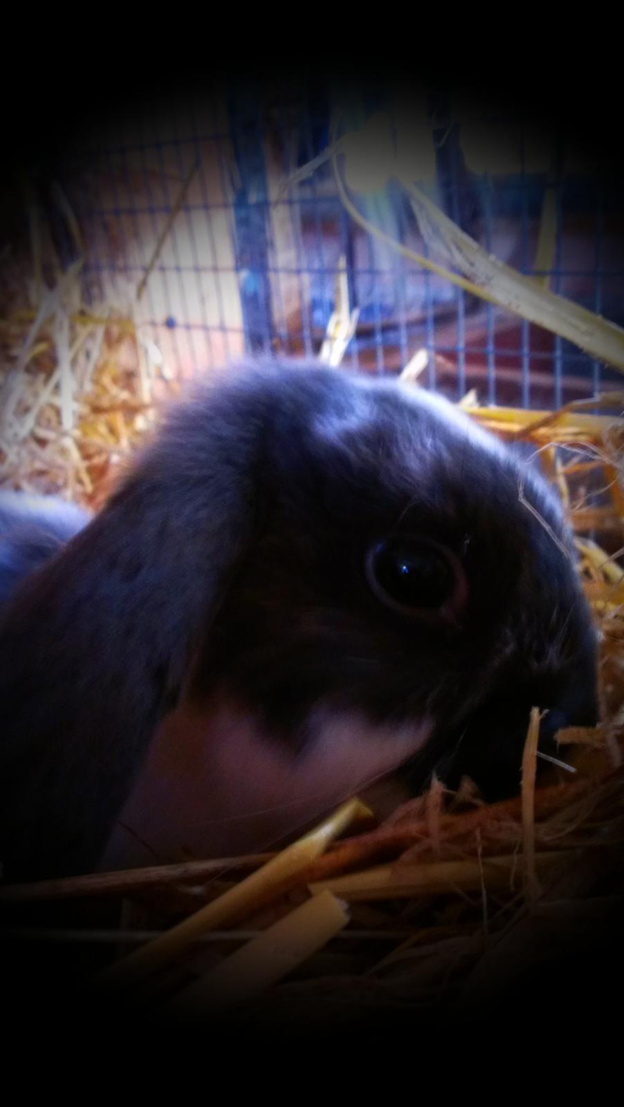 Kanin Birkegades Sofus billede 4