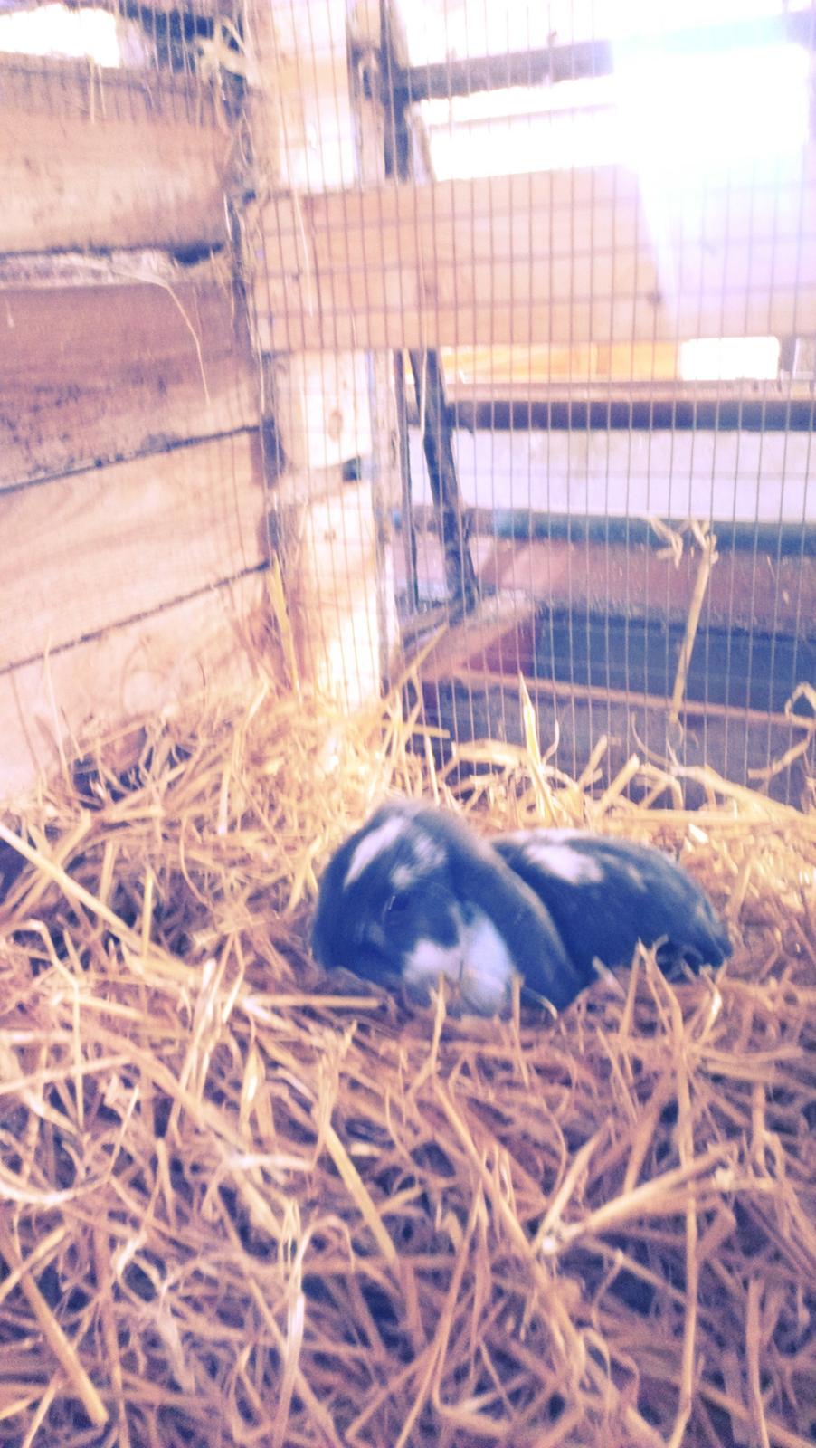 Kanin Birkegades Sofus billede 5