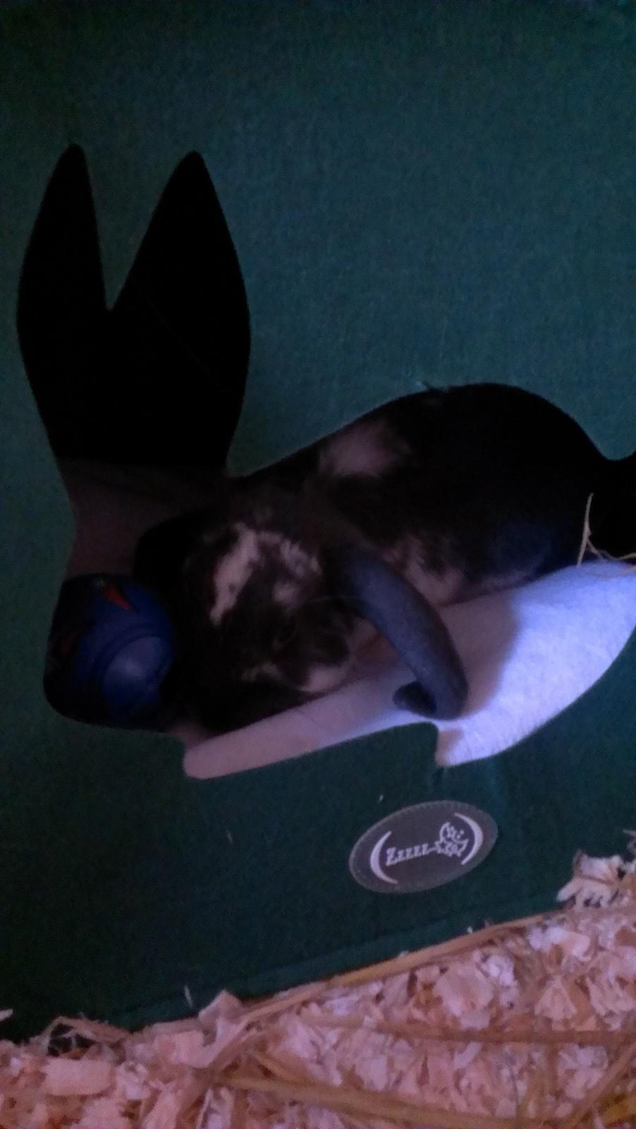 Kanin Birkegades Sofus billede 6