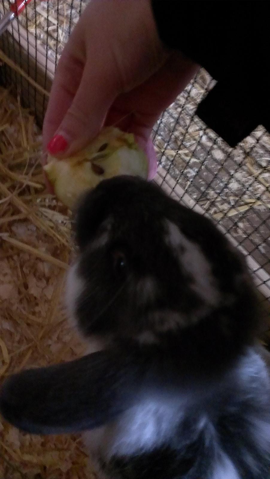 Kanin Birkegades Sofus billede 8