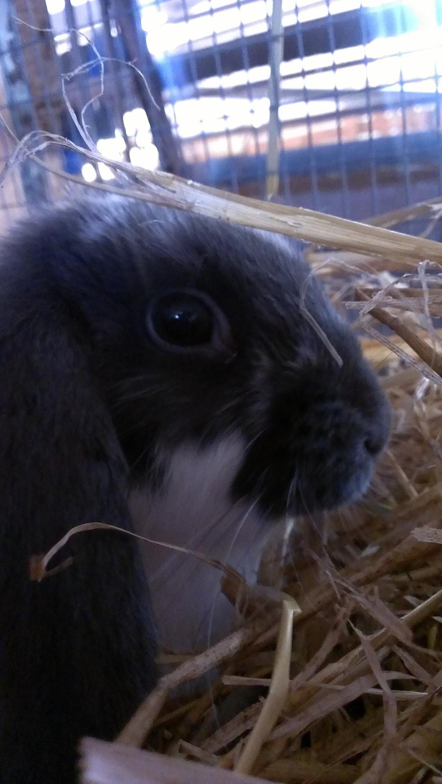 Kanin Birkegades Sofus billede 9