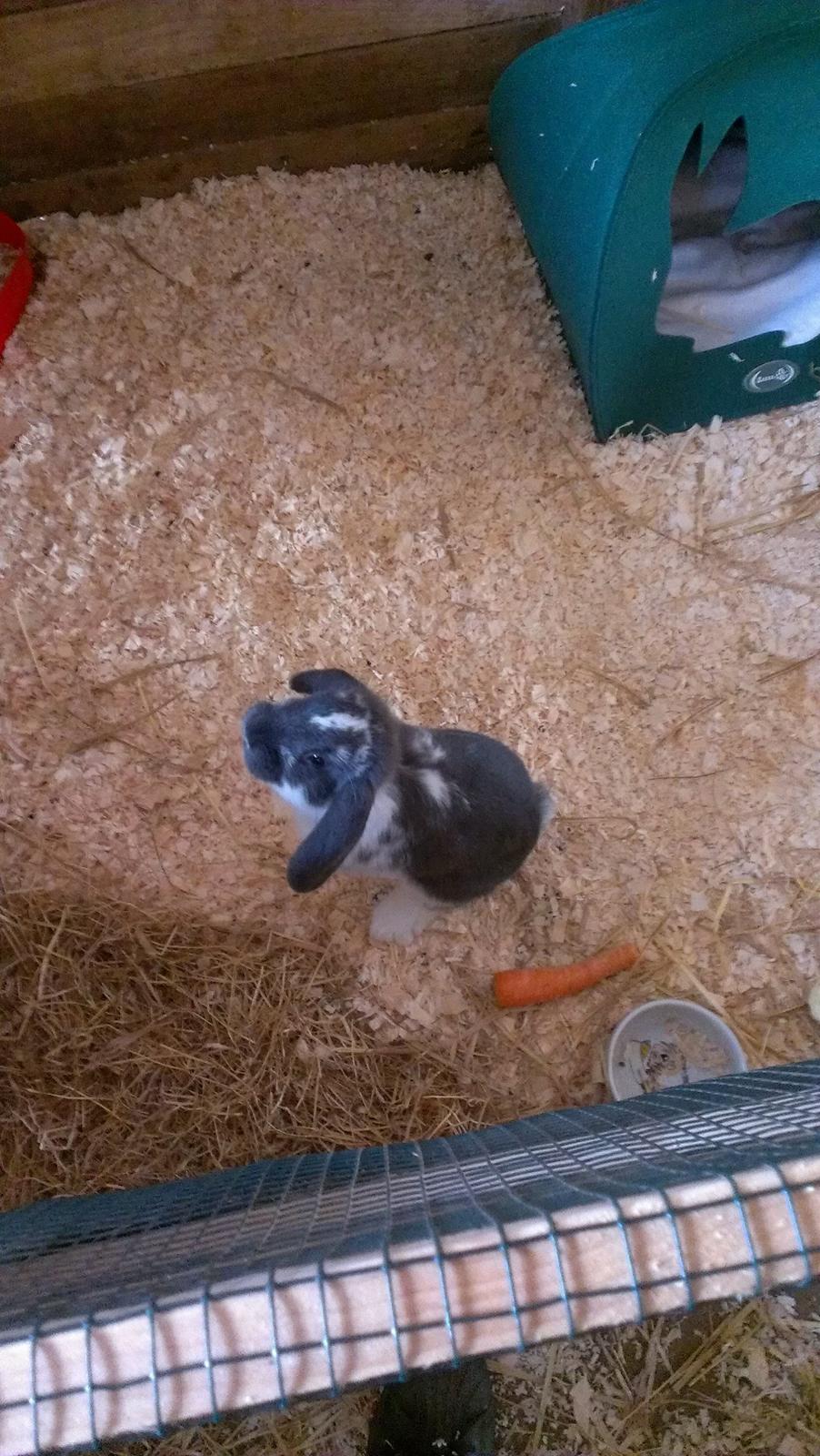 Kanin Birkegades Sofus billede 10