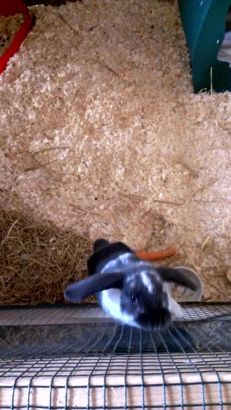 Kanin Birkegades Sofus billede 11