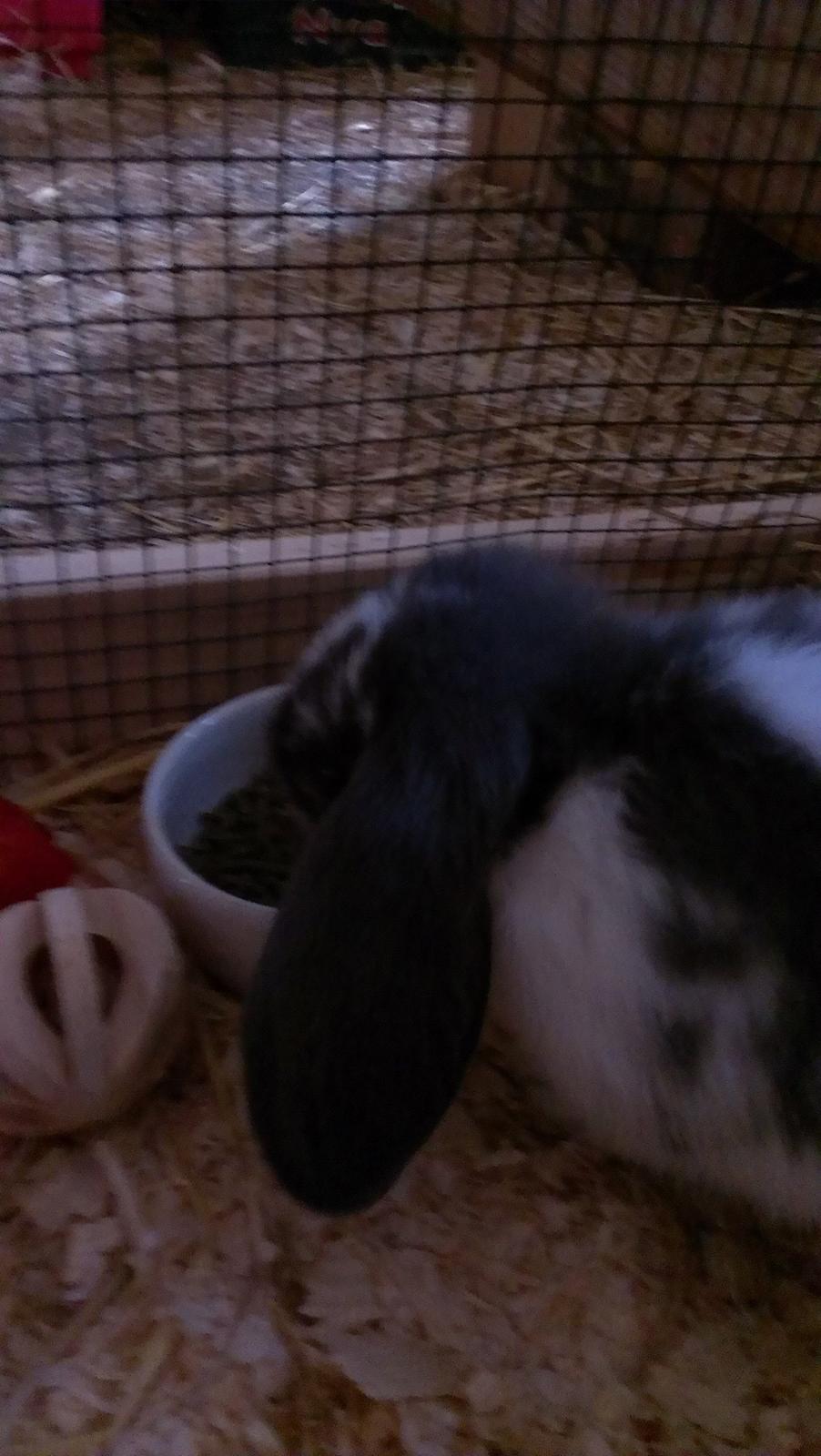 Kanin Birkegades Sofus billede 12