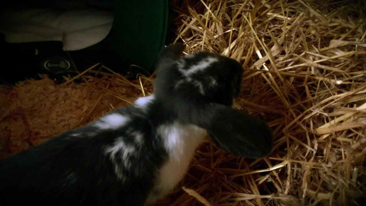 Kanin Birkegades Sofus billede 13